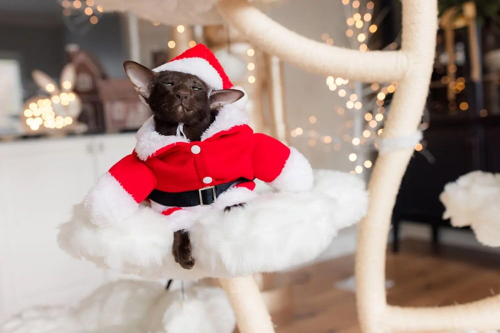 Giant cat tree with perch - Image 4